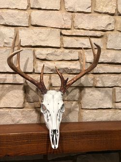 Taxidermy-Deer skull