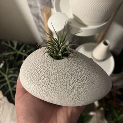 Air Plant Holder 
