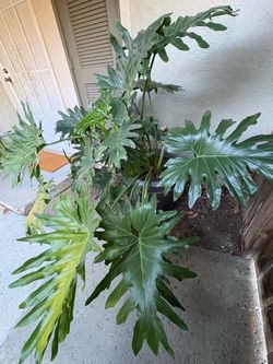 Large Philodendron Selloum in Black Pot
