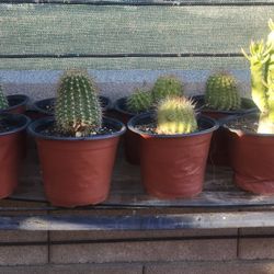 Cactus Plant In 4" Pot.