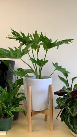 Small White Planter Pot with Adjustable Wooden Stand | White Decorative Pot | Wooden Plant Stand