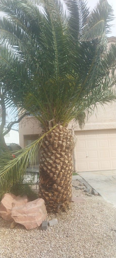 Small Pineapple Palm Tree