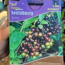 Jostaberry Plant 