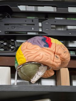 brain model