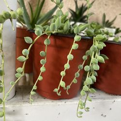 Succulent Plants 4”inch Pot