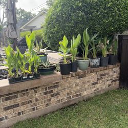 Cannas Plant