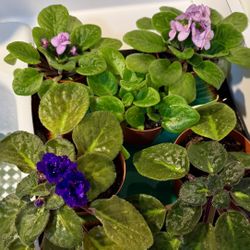 African Violets Plant 