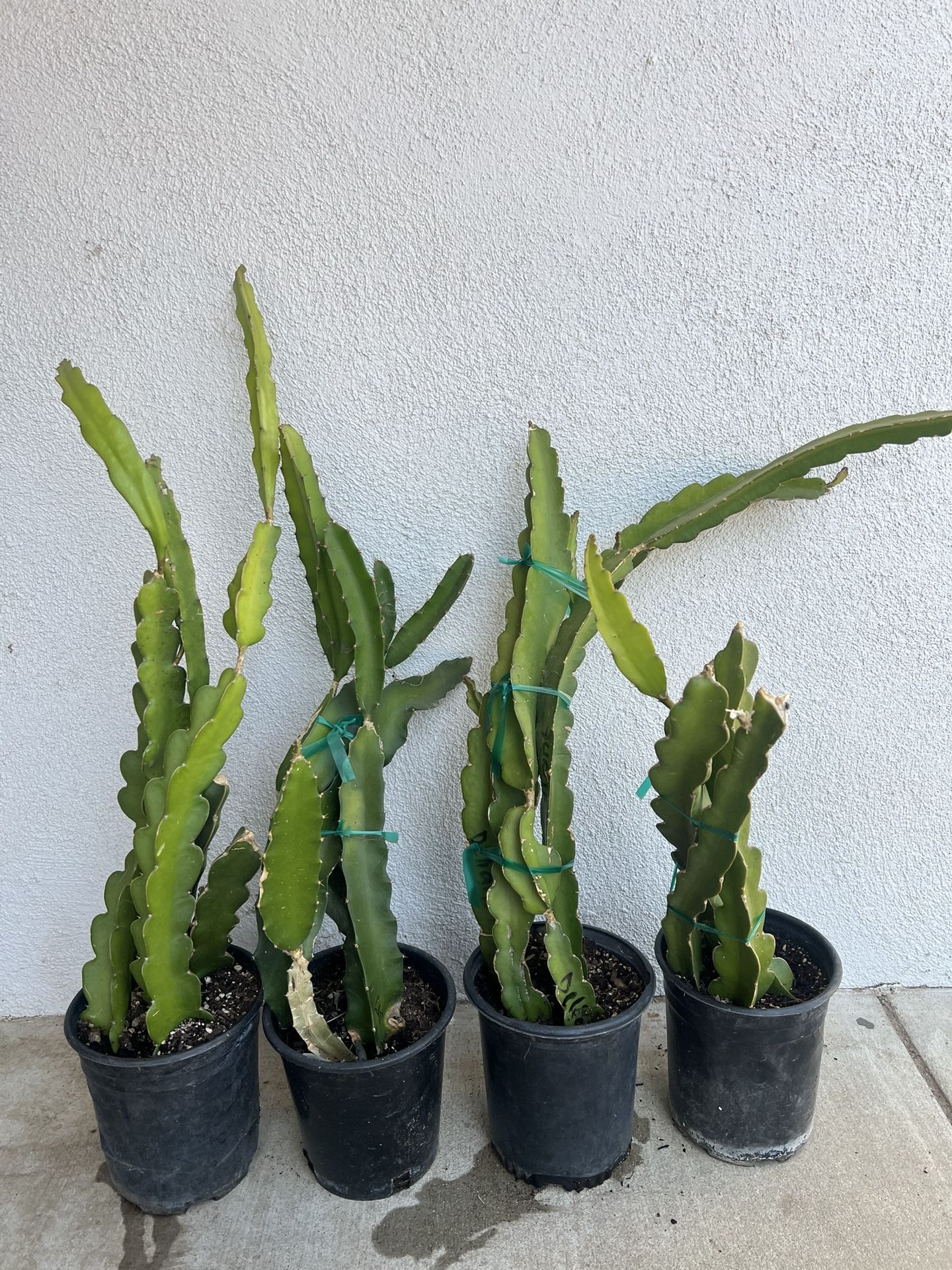 Rooted Dragonfruit Plants