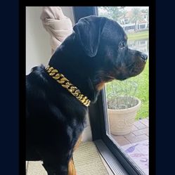Gold Chain For Dogs
