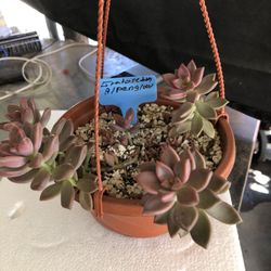 Hanging Succulent 