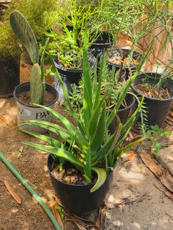 Aloe vera plant