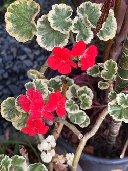 4” geranio variegated