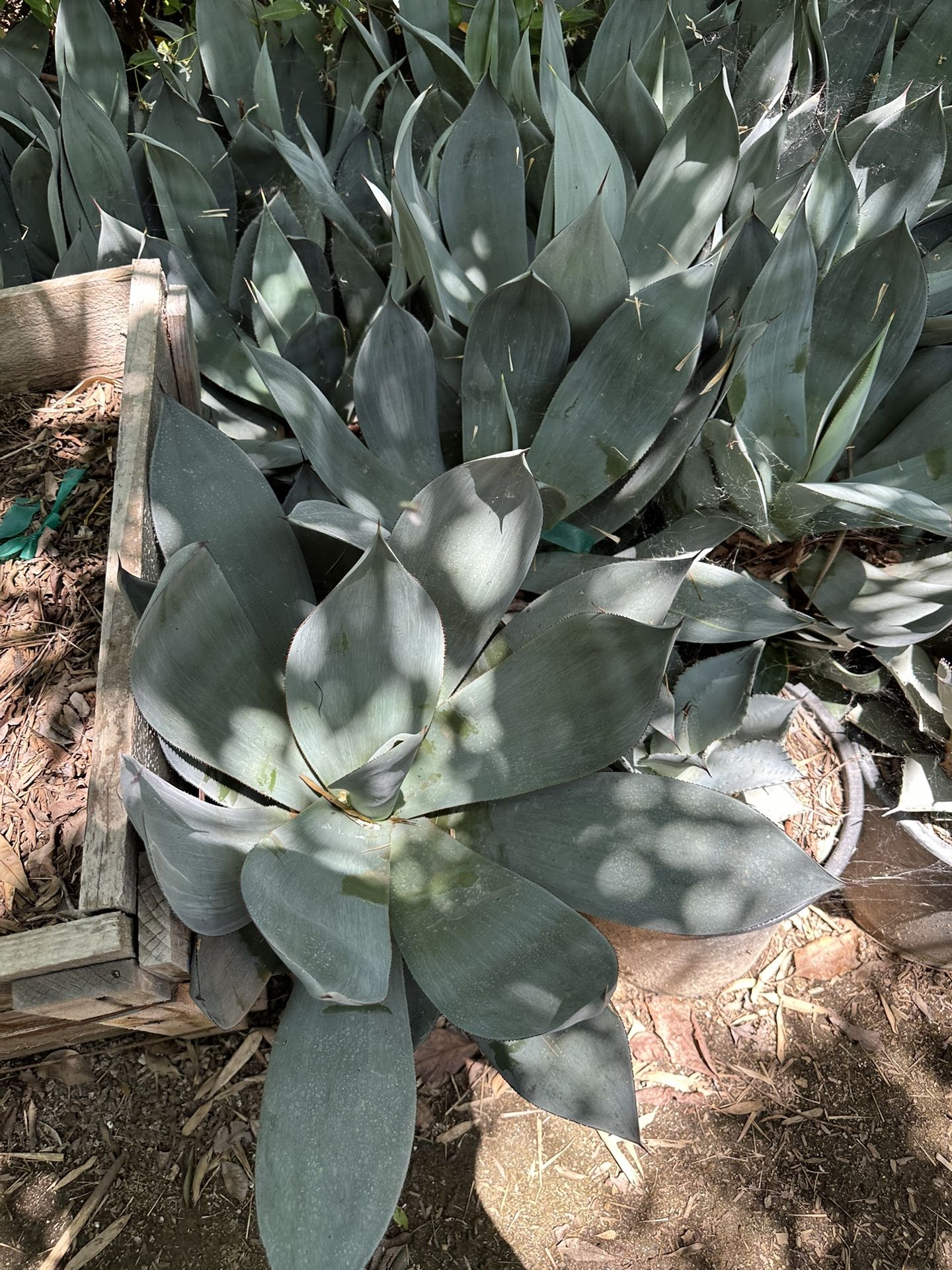 Agave Nova 5gal $30 Each