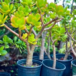 Jade Plant Succulents "Crassula Ovata" 🌱