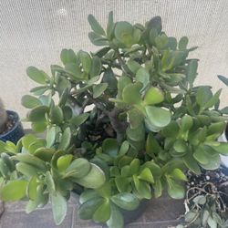 Jade Succulent
