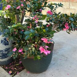 Kanjiro Sasanqua Camelia 