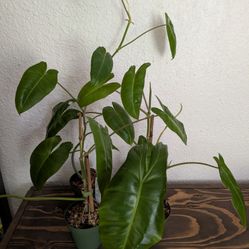 Paraiso Verde Philodendron