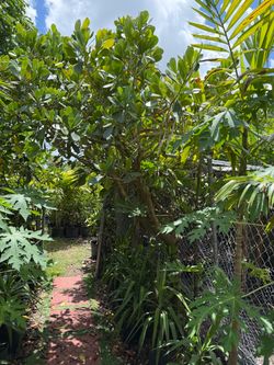 Clusias 10-12 Ft