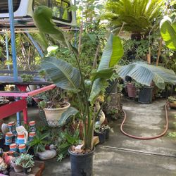 Bird Of Paradise 