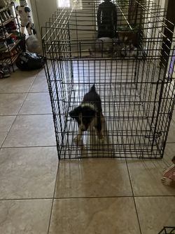 Large Dog Cage With Trey