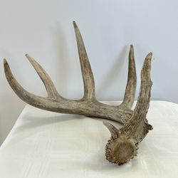 5-Point Deer Antler ~ Deer Shed