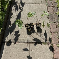 Alocasia Plants 