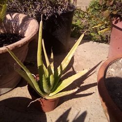 2 Aloe Vera Plants In Pots For $15