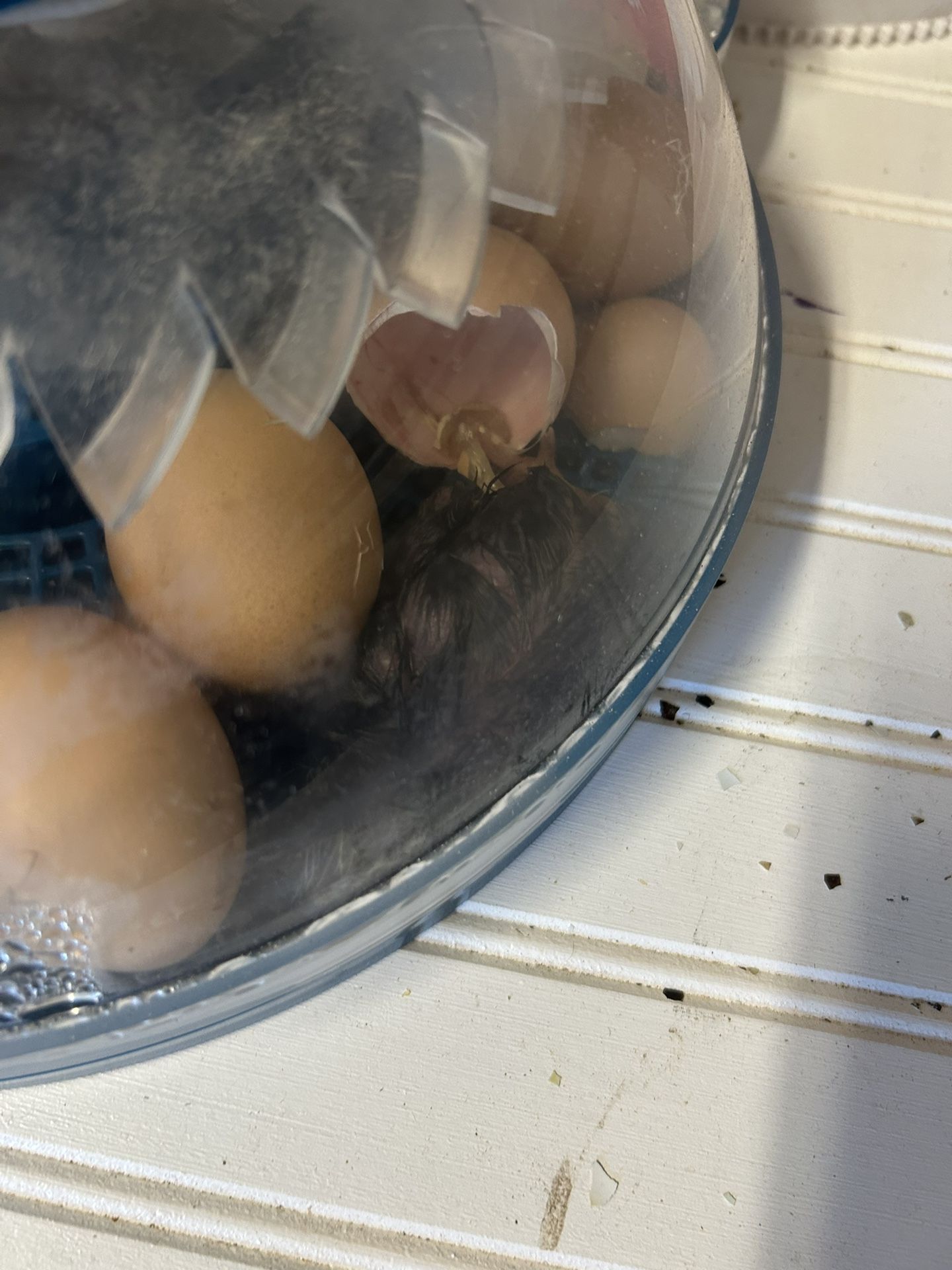 Chicks.
