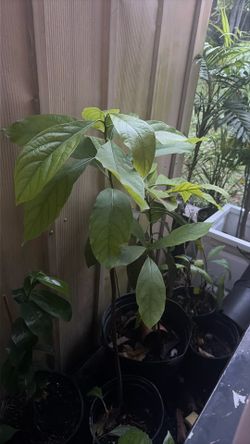 HASS Avocado Tree 🥑