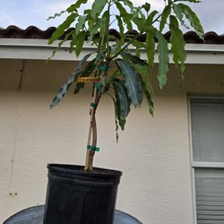 Lemon Meringue Grafted Mango 3 Gallon 