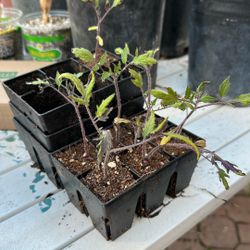 Federle Tomato Seedlings (7) - Free