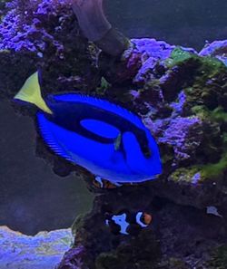Blue Hippo Tang