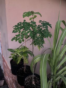 Moringa Tree Live Plant in Pot