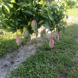 Mangoes Valencia Pride Fresh From My Tree Picking Today Till 3pm Unless Appt Made