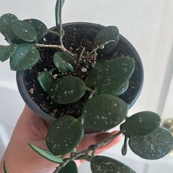 Hoya mathilde Splash