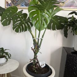 Monstera plant