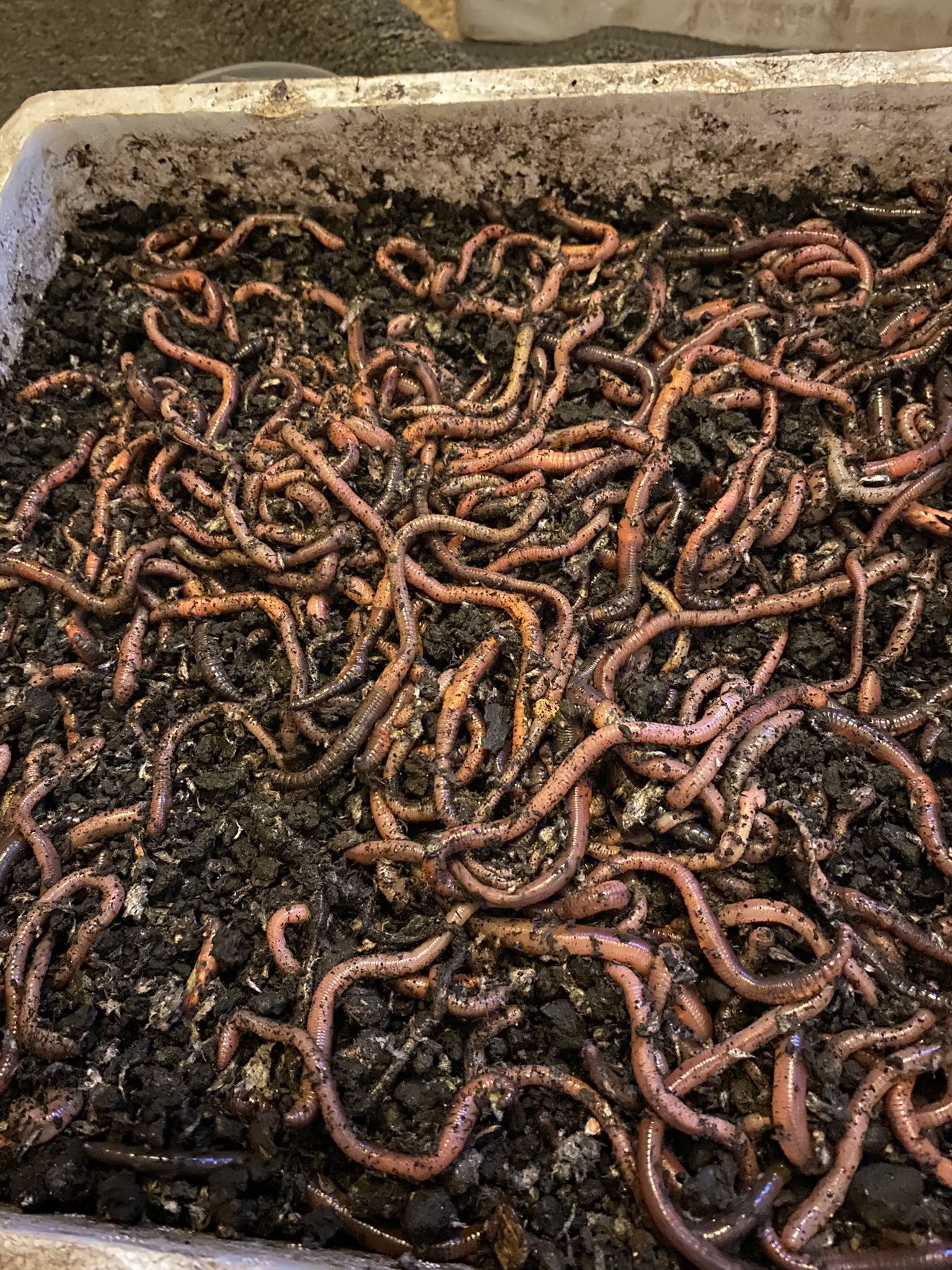 5,000 Canadian Night Crawlers