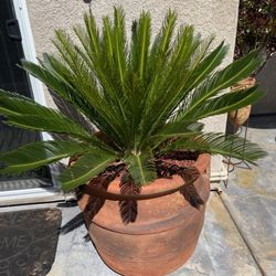 Sago Palm ( Huge Pot, About 2 Feet High )included Pot