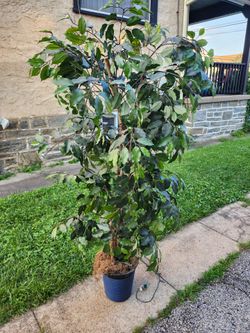 Artificial Tree 5'   b
