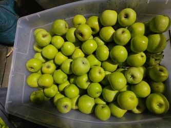 Grannysmith apples