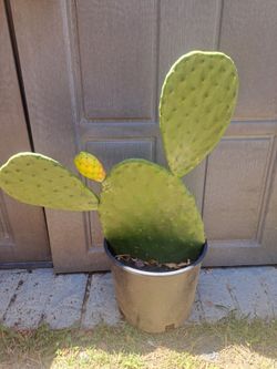 Nopal