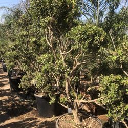 Japanese Boxwood Topiary Bonsai 