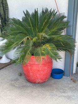 Palm trees