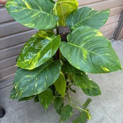 10” hawaiian pothos