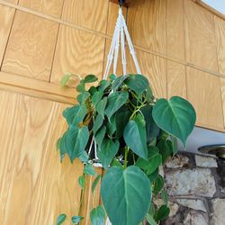 Beautiful Philodenron Heartleaf Hanging Plant