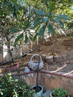 7’ pink Plumeria