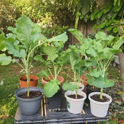 Collard Greens 2ea.( Young Tree Collard Plant 