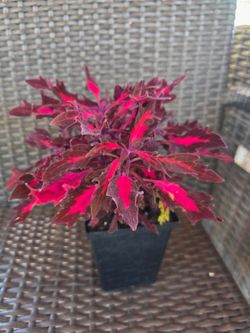 Coleus 'Flame Thrower Adobe Pink