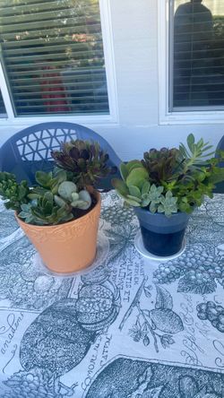 2 succulent plants