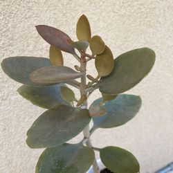 Copper Spoon Succulent Plant With Pot